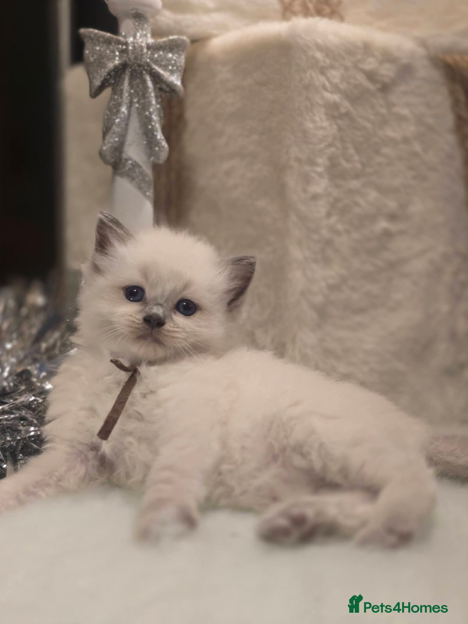 Ragdoll cats Precious GOOF Registered Ragdoll Kittens - 2 Boys - Advert 1