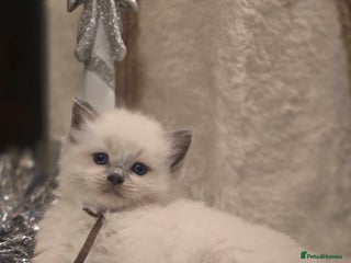 Ragdoll cats Precious GOOF Registered Ragdoll Kittens - 2 Boys - Advert 1