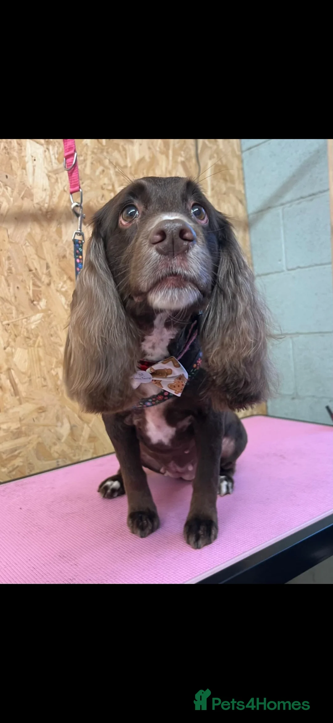 Cocker Spaniel dogs for sale: cocker spaniels puppies due 25/5/26 - Advert 1