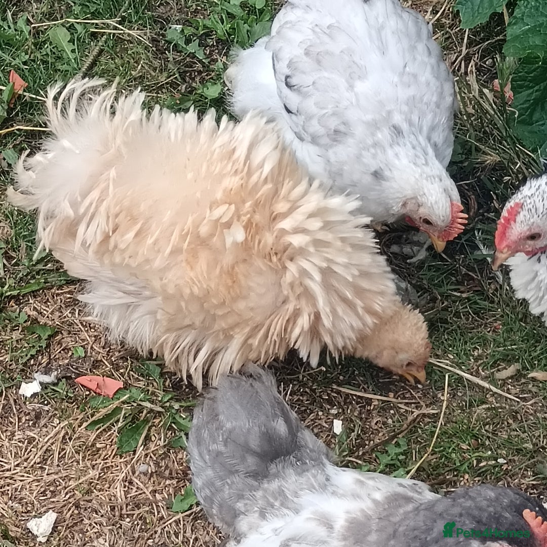 Chickens poultry for sale: £25 each for a fancy chicks - Image 6