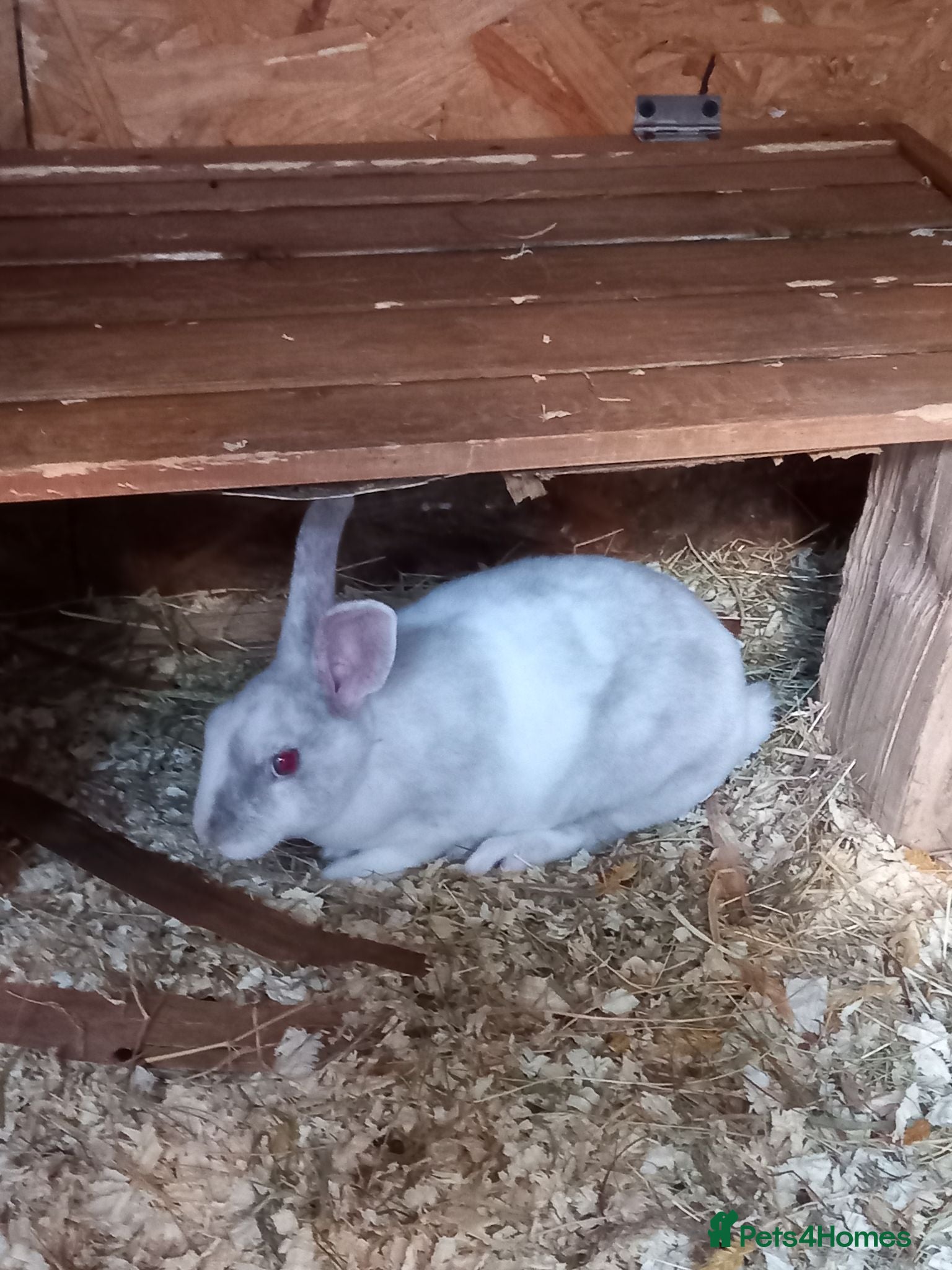 Rex rabbits Beautiful mini rex babies - Advert 2
