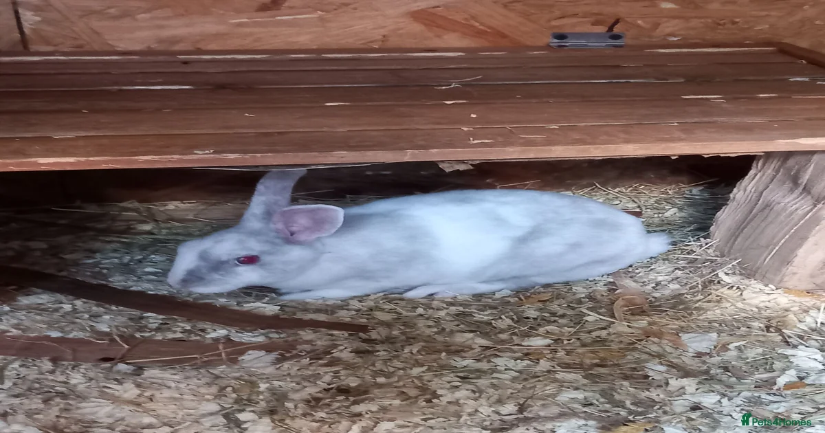 Rabbits for sale | Pets4Homes