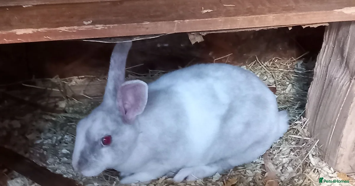 Rabbits for sale | Pets4Homes