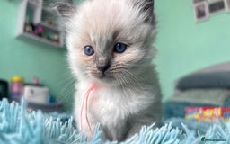 Ragdoll cats for sale: Ragdoll kittens (2 boys and 2 girls)  - Image 26