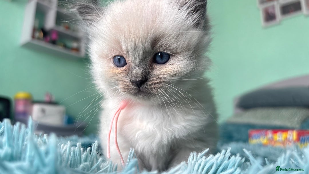 Ragdoll cats for sale: Ragdoll kittens (2 boys and 2 girls)  - Image 26
