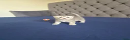 Scottish Fold cats for sale: Adorable scottish fold kittens  - Advert 11