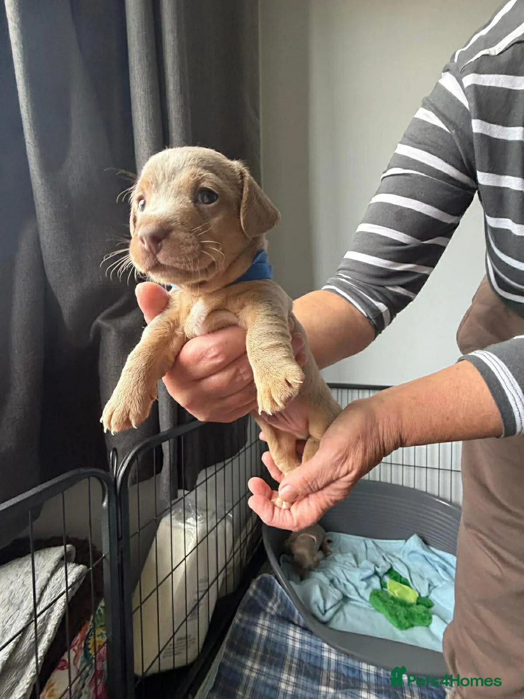 Jack Russell dogs for sale: Stunning jack Russell pups in Mansfield - Advert 10