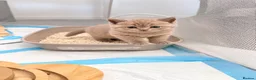 British Shorthair cats for sale: TICA Registered Lilac BSH Kitten – Champion Dad - Advert 6