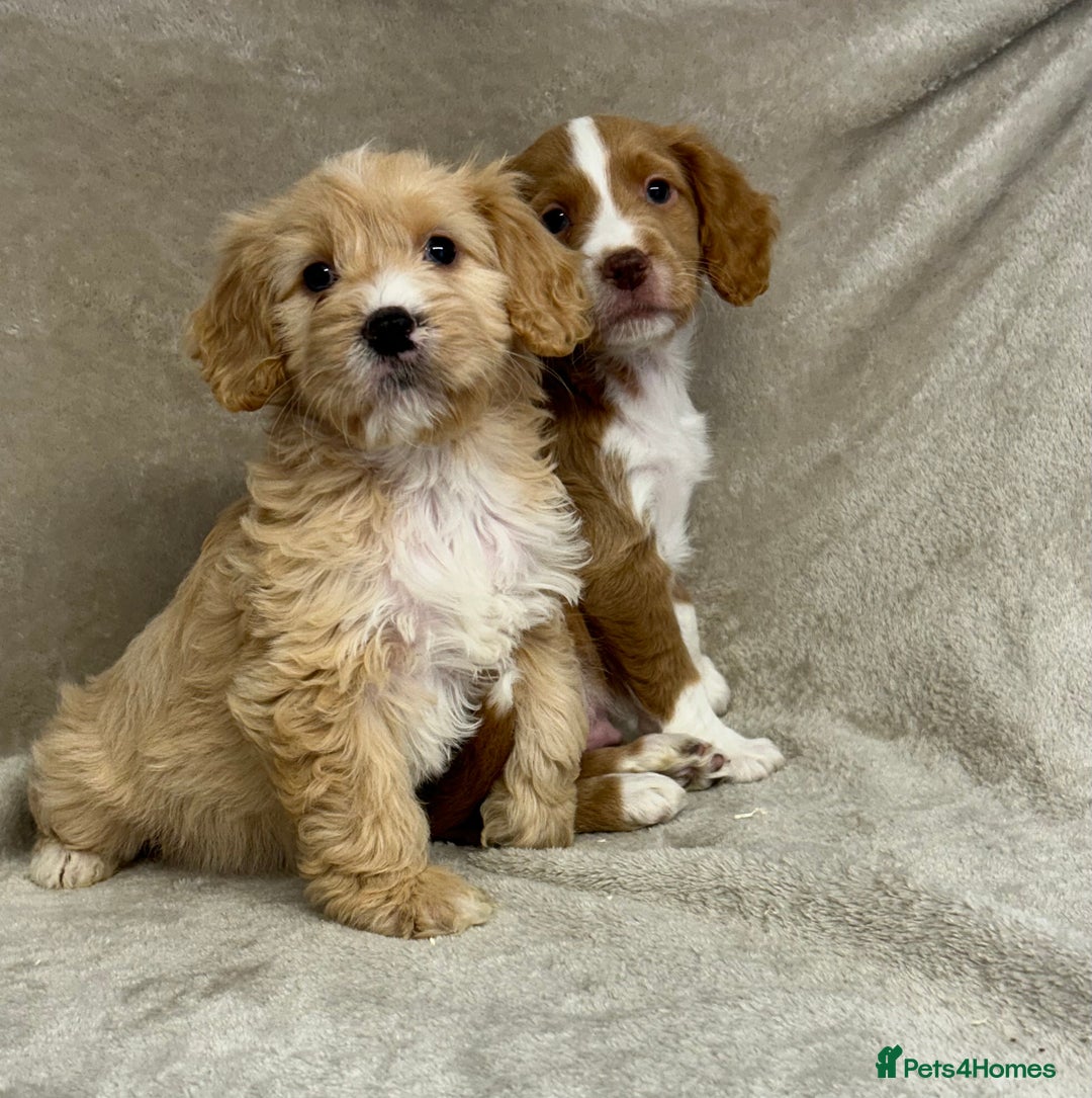 Cockapoo dogs for sale: Stunning cockapoo puppies  - Advert 16