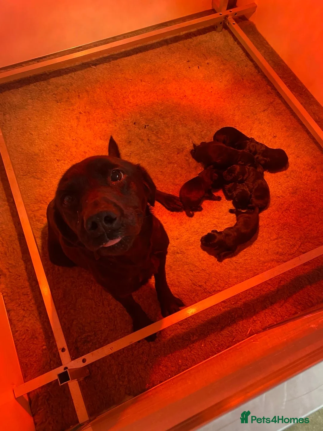 Labrador Retriever dogs for sale: Five Star Council Registered Breeder  Litter - Advert 8