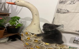Mixed Breed cats for sale: Kittens for sale - Image 1