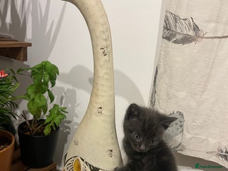 Mixed Breed cats - Advert 28