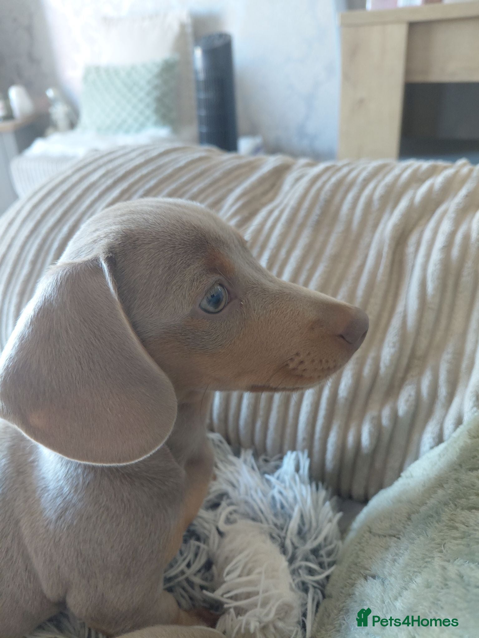 Dachshund dogs Stunning Dachshund Puppy - Advert 4