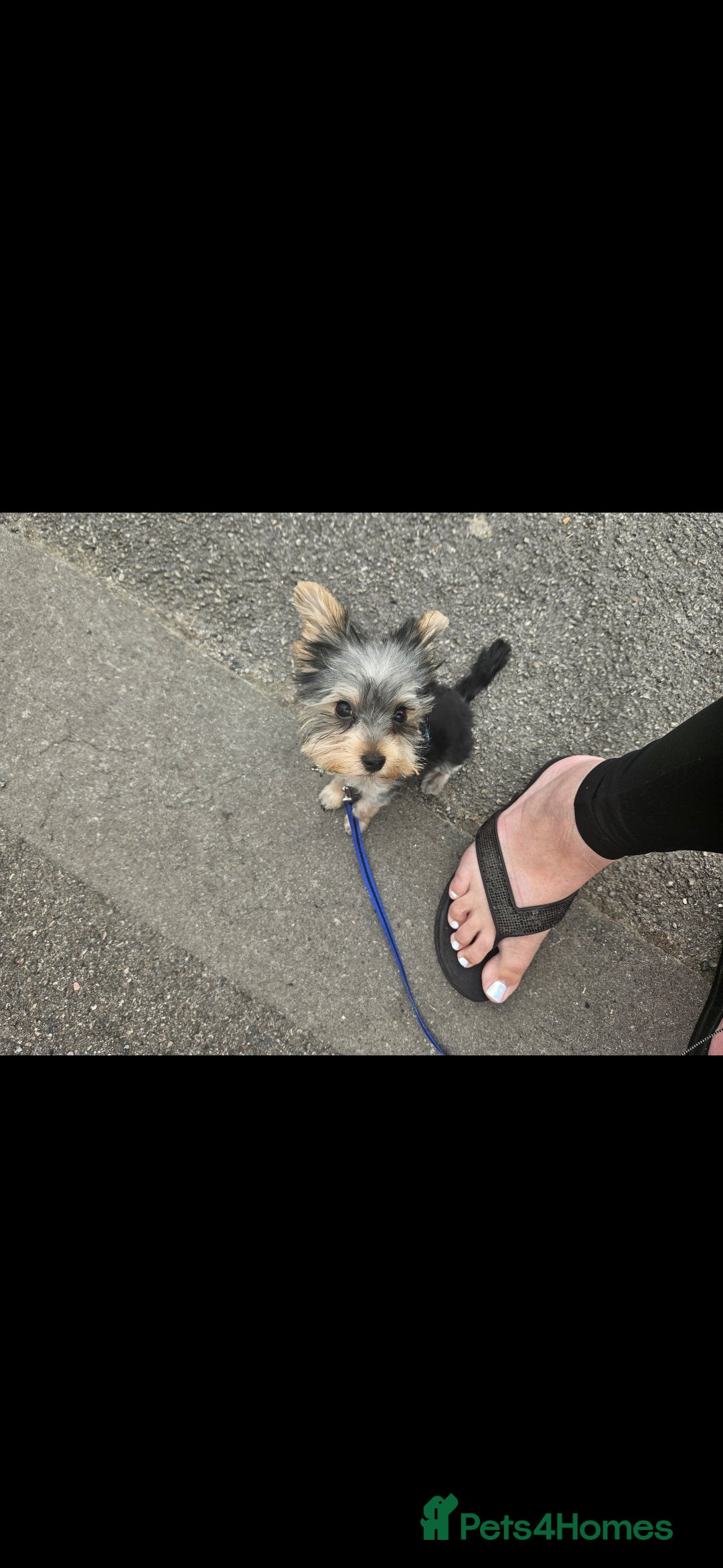 Yorkshire Terrier dogs for sale: Rehoming my boy bertie  - Image 2