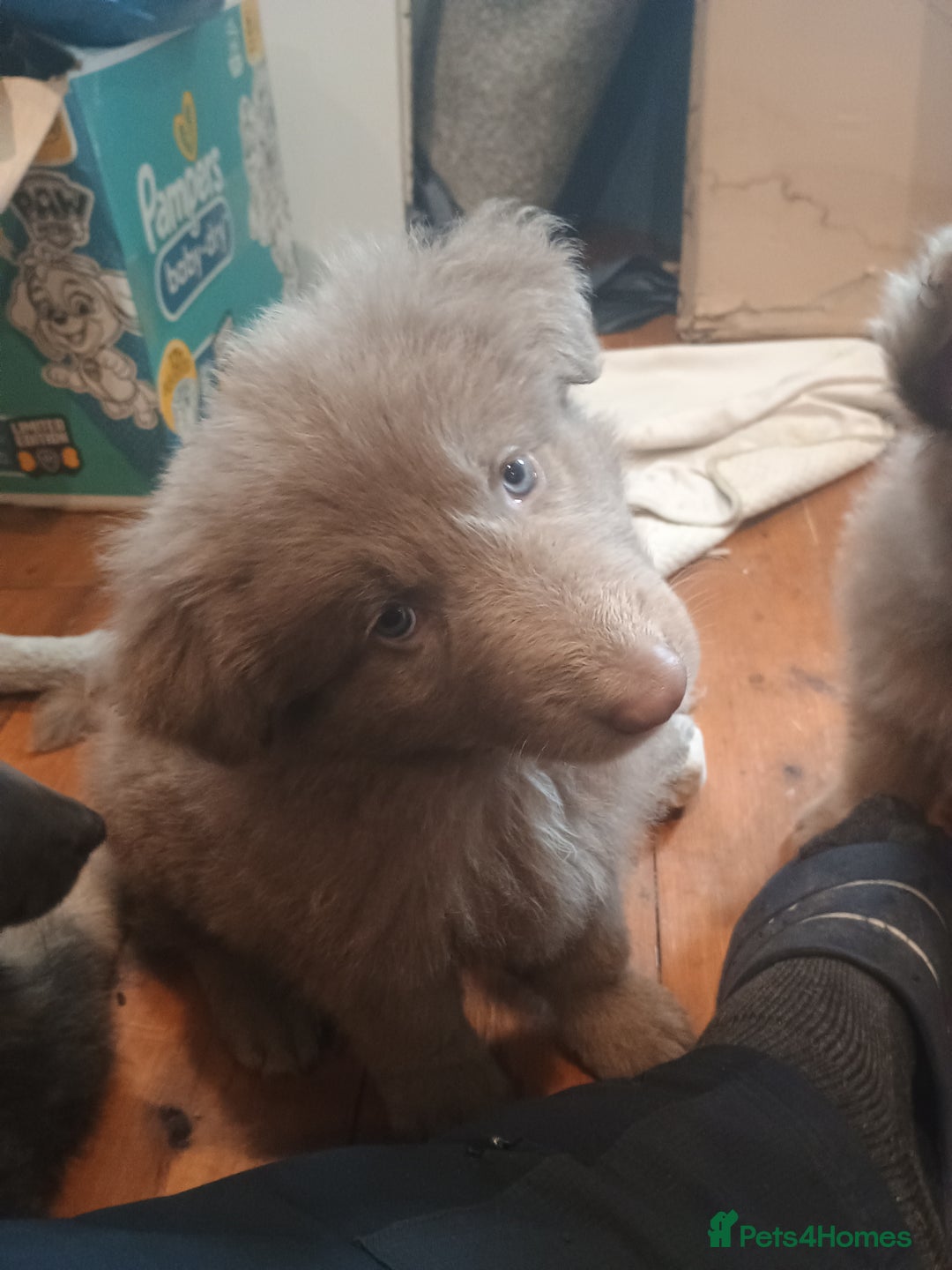 German Shepherd dogs for sale: 🌟ISABELLA GERMAN SHEPHERD PUPPIES 🌟 - Image 9