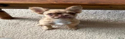 French Bulldog dogs for sale: 5 Month old rare colour fluffy frenchie for sale  - Advert 5