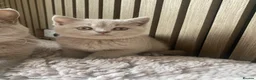 British Shorthair cats for sale: ✨Stunning Lilac  British Shorthair GCCF ✨ - Advert 15