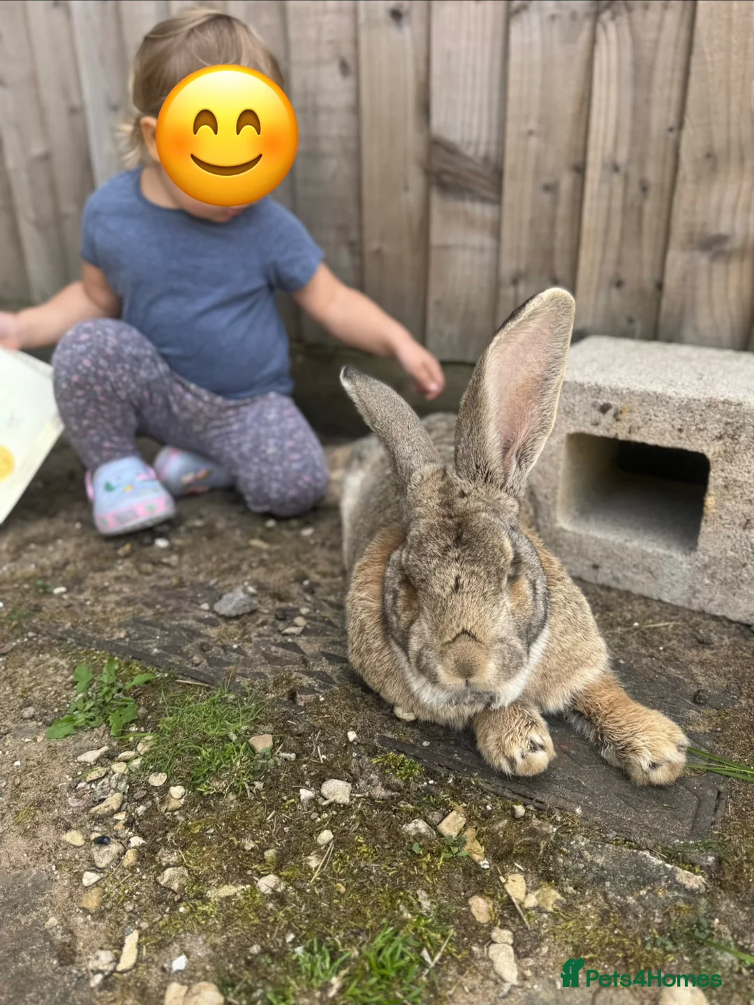 Flemish rabbits for sale: Male and female pure flemish kittens!  - Advert 2