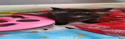 Mixed Breed cats for sale: Ready soon  in Andover - Advert 6