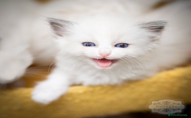 Ragdoll cats - Advert 1