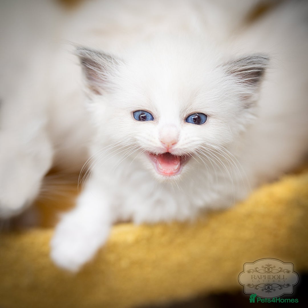 Ragdoll cats for sale: Ragdoll Blue Bicolor Kitten Boy LRBC SHOW TICA - Image 1