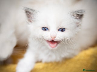 Ragdoll cats - Advert 11