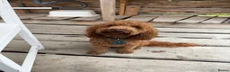 Toy Poodle dogs for stud: Stunning Red Toy Poodle Carlos for stud  - Advert 3