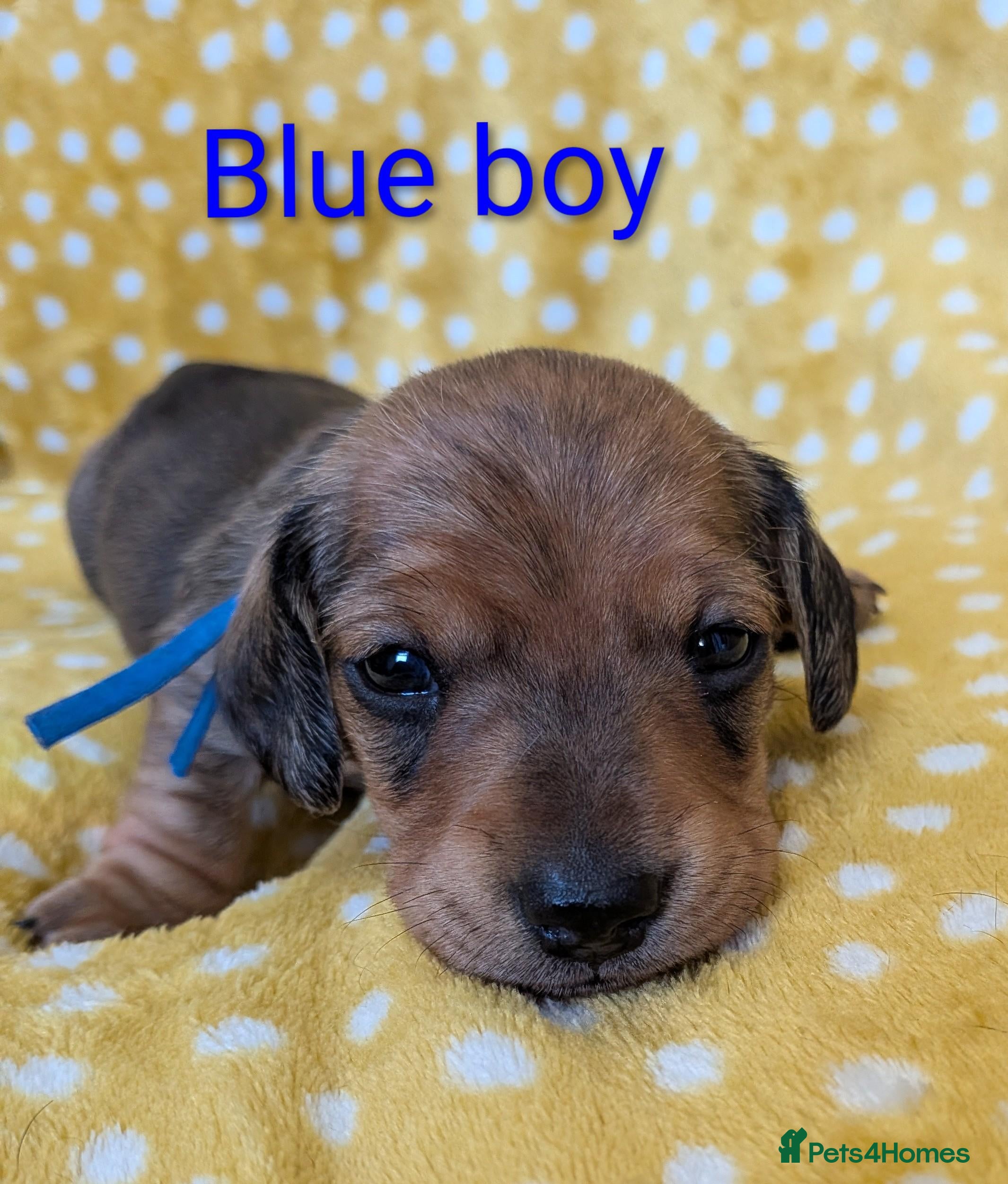 Miniature Dachshund dogs for sale: Mini Smooth Dachshund - Shaded Red Boy  x 2 - Advert 13