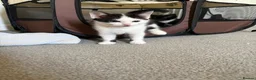 Mixed Breed cats for sale: Fluffy kittens ready for a new home  - Advert 4