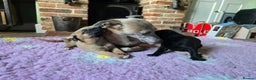 Whippet dogs for sale: Raven & Dobby   kc whippets - Advert 8