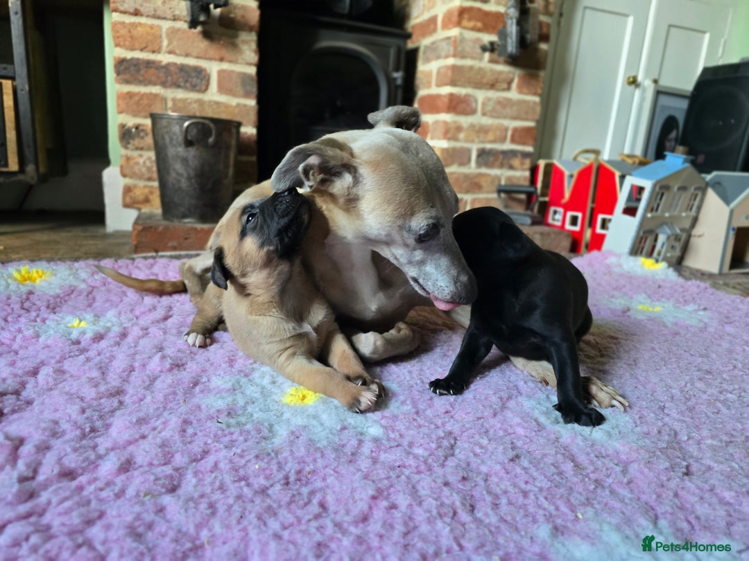Whippet dogs for sale: Raven & Dobby   kc whippets - Advert 8