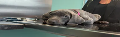 Weimaraner 8 Hot pink