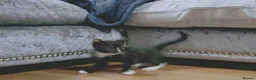 Mixed Breed cats for sale: Kittens  - Advert 11