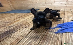 Belgian Shepherd Dog dogs for sale: 9 Belgian malinois puppies 🧬‼️ - Image 4