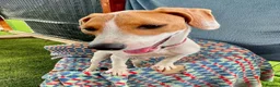 Mixed Breed dogs for adoption: Cute Hector - Advert 9
