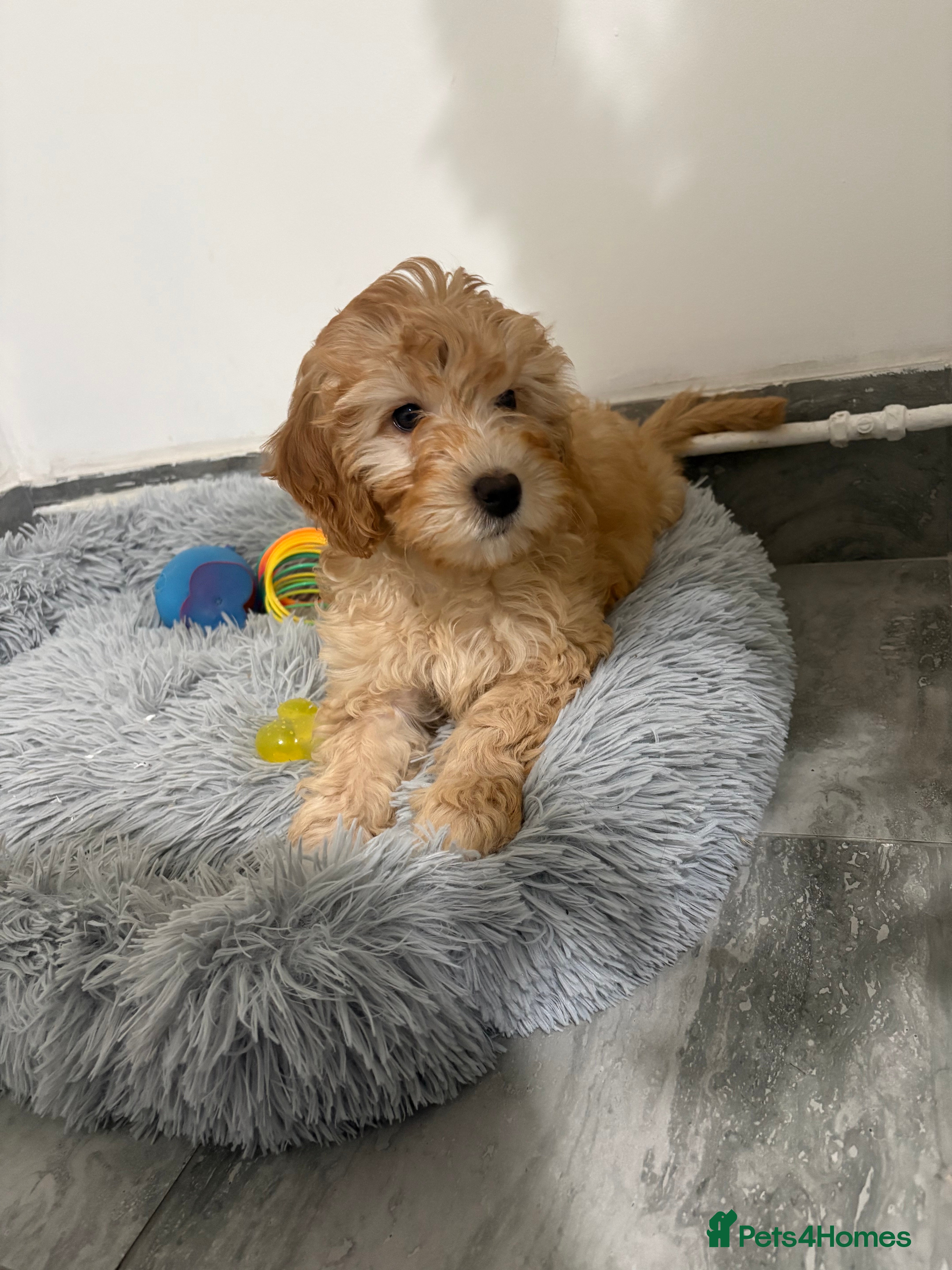 Cavapoo dogs Lovely, playful Cavapoo puppy - Advert 1