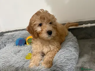 Cavapoo dogs Lovely, playful Cavapoo puppy - Advert 1
