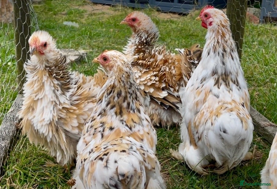Chickens poultry Pekin bantams smooth/frizzle - Advert 8