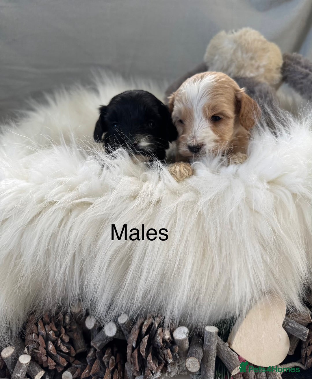 Cockapoo dogs for sale: 🐶Stunning F1 Cockapoos, Licensed Breeder🐾 - Advert 3