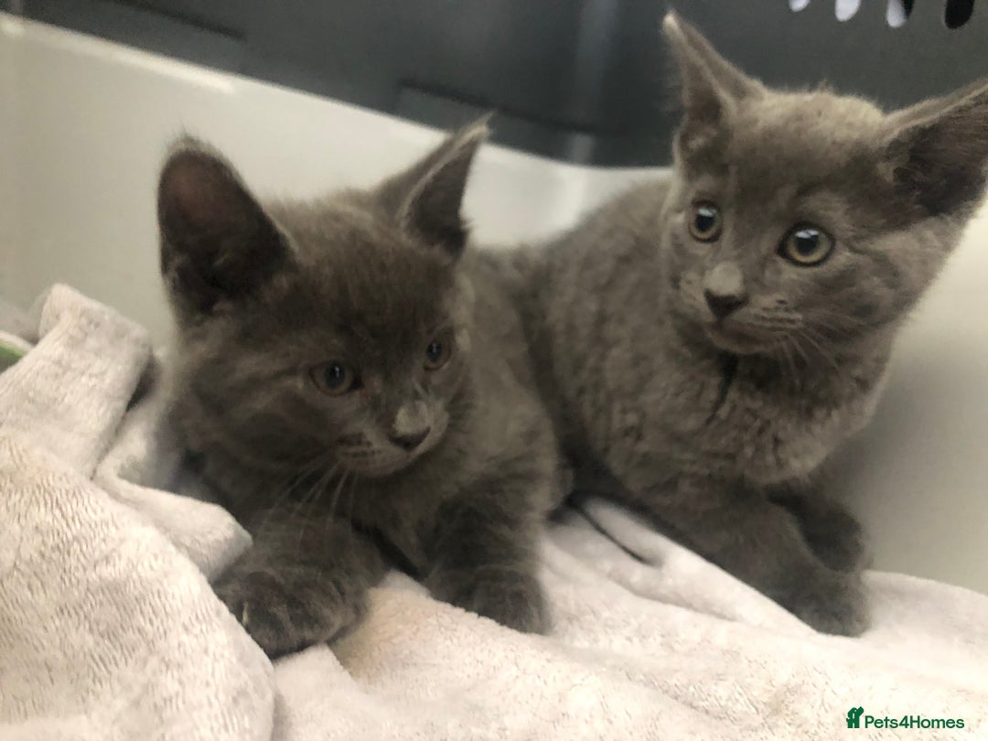 Mixed Breed cats for sale: Super gorgeous Russian blue kittens ready to go - Image 2