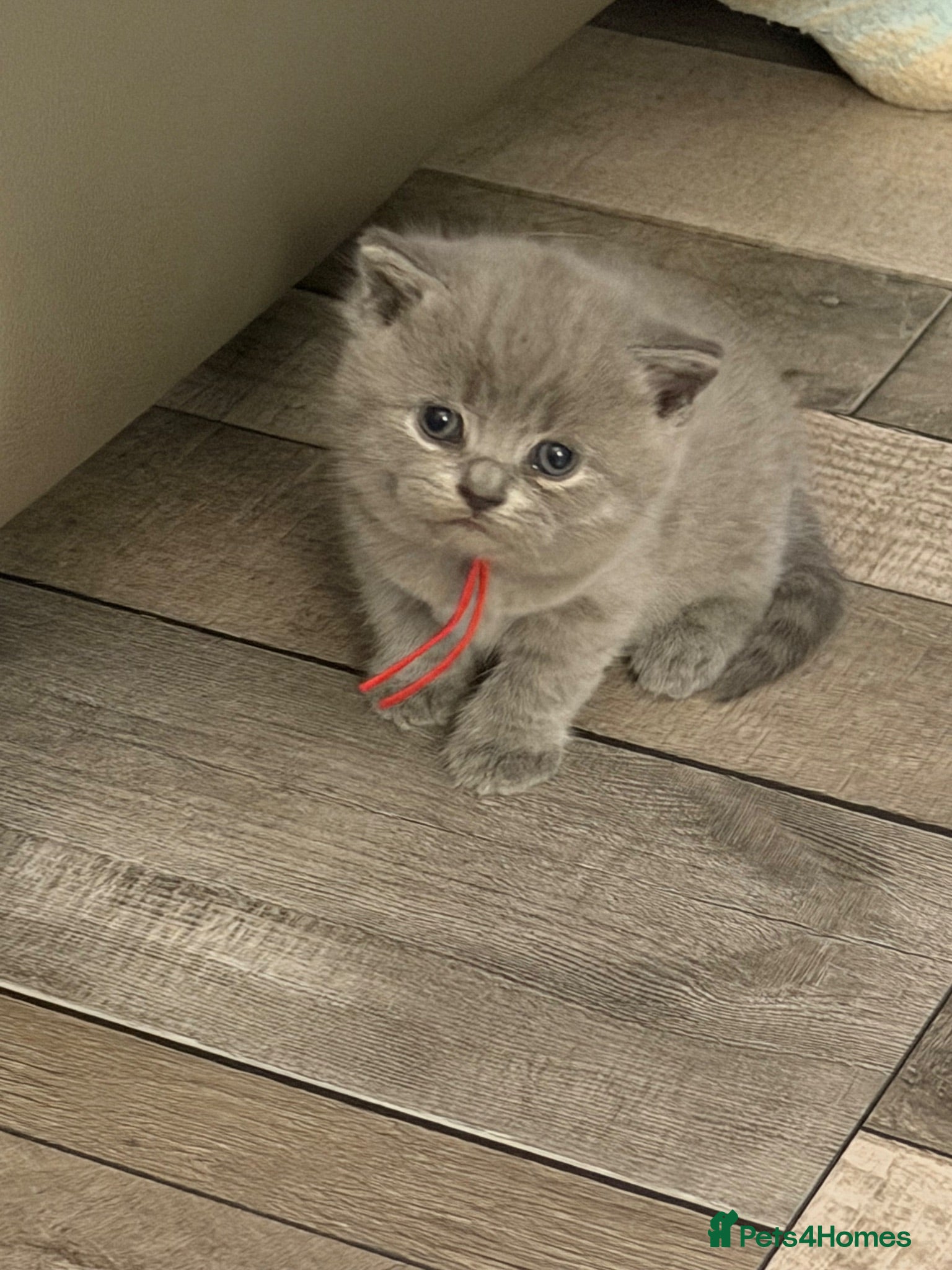 British Shorthair cats Stunning litter of British shorthair kittens!!! - Advert 2