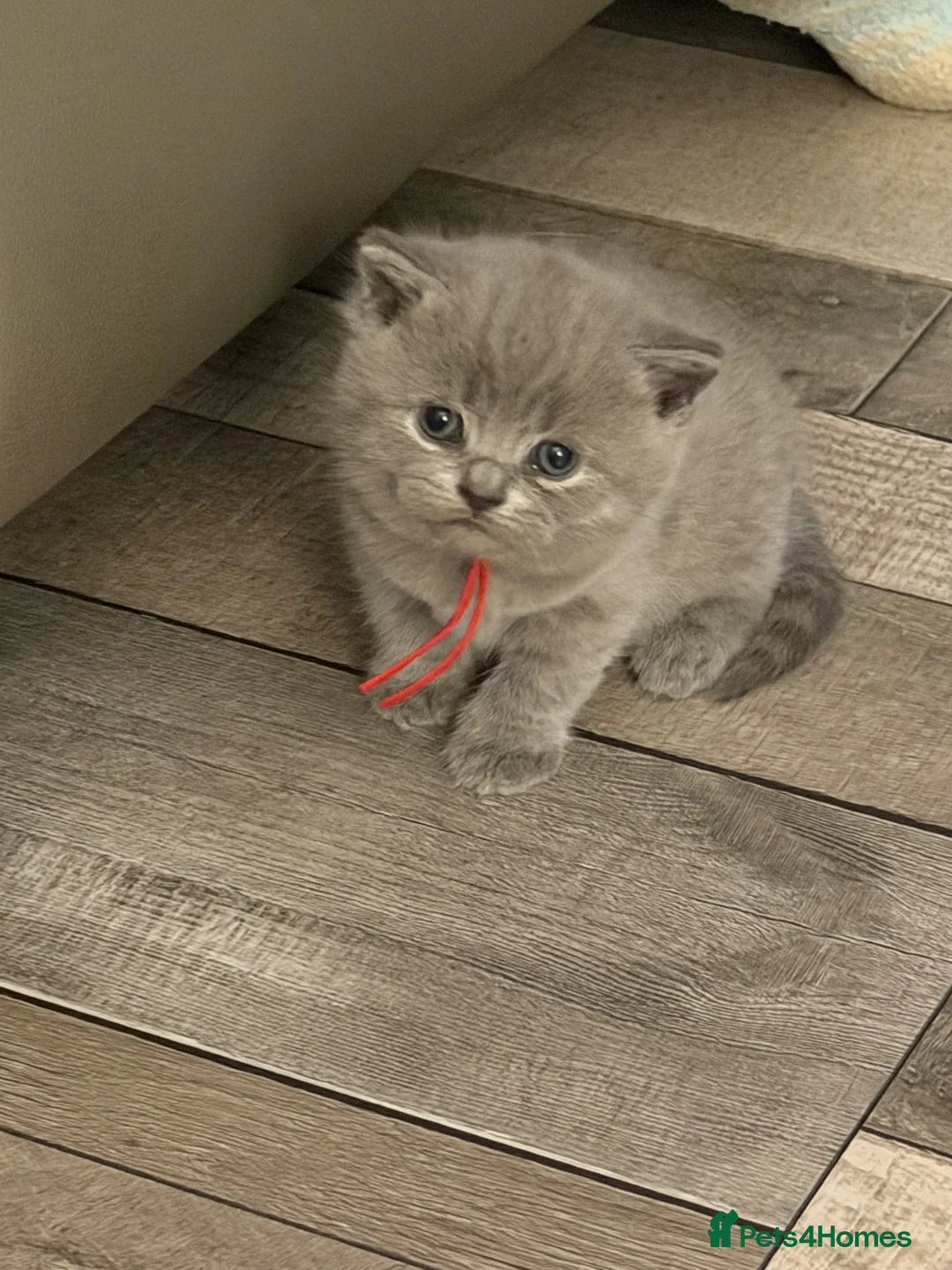 British Shorthair cats for sale: Stunning litter of British shorthair kittens!!! in Bridgend - Advert 1