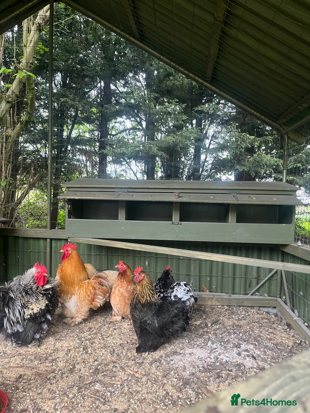 Chickens poultry for sale: Peking bantam chicks for sale in Bishop's Stortford - Advert 5