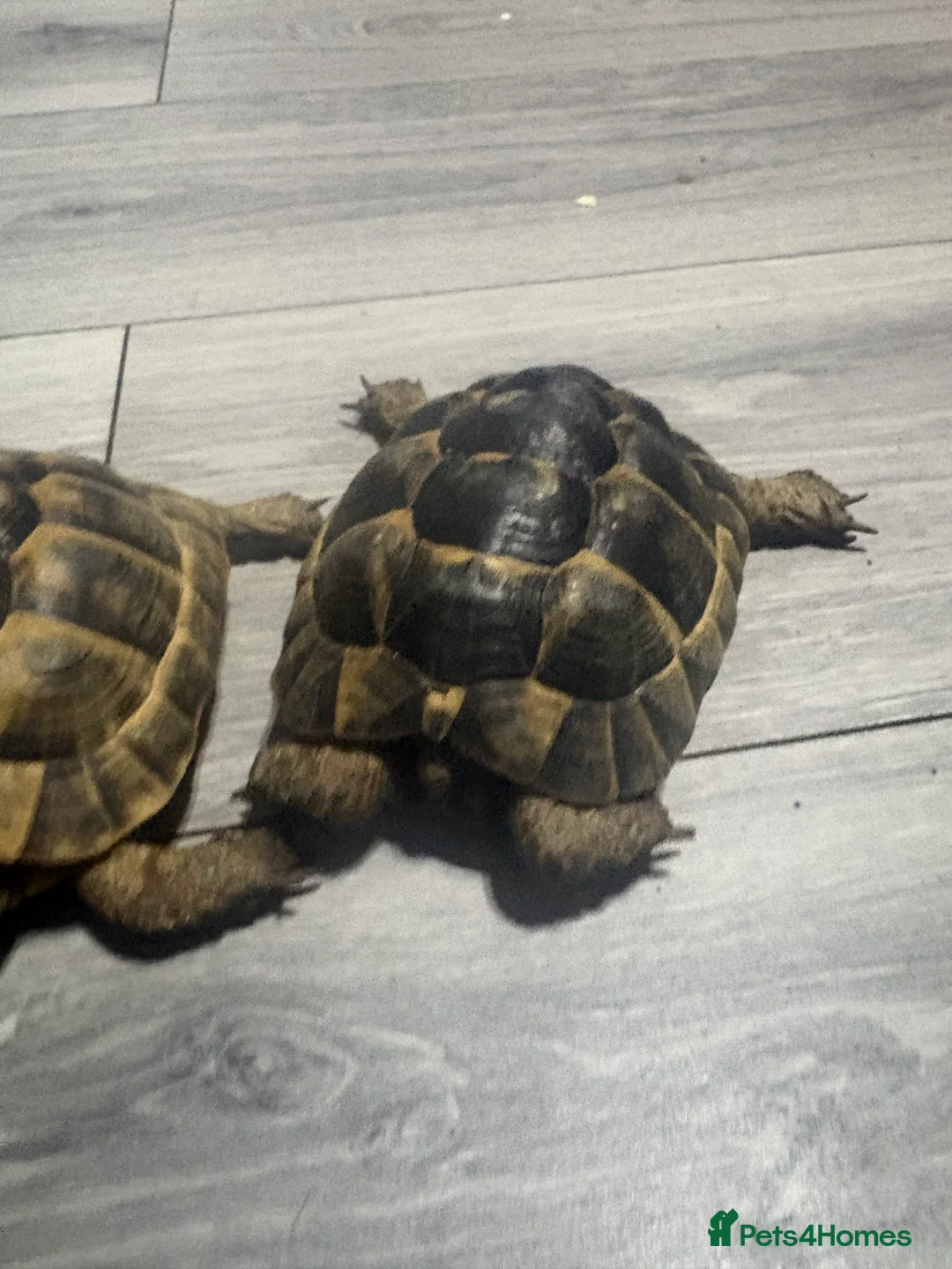 Tortoise reptiles for sale: greek spur-thighed tortoises - Advert 4