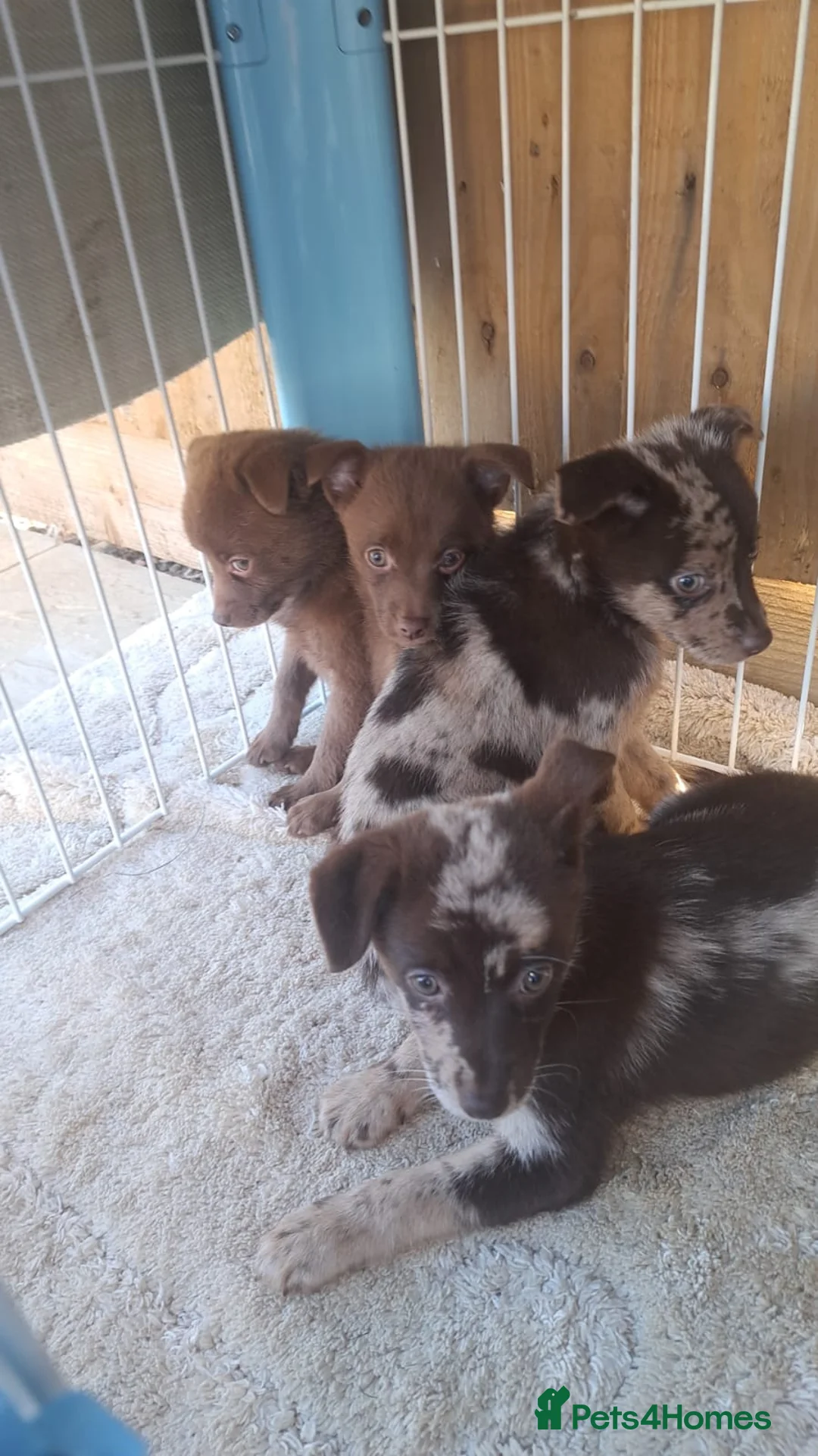 Mixed Breed dogs for sale: Beautiful fur babies in Newark - Advert 2