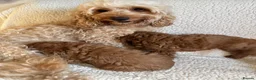 Cockapoo dogs for sale: F1b cockapoo puppies - DNA health test clear  - Advert 32