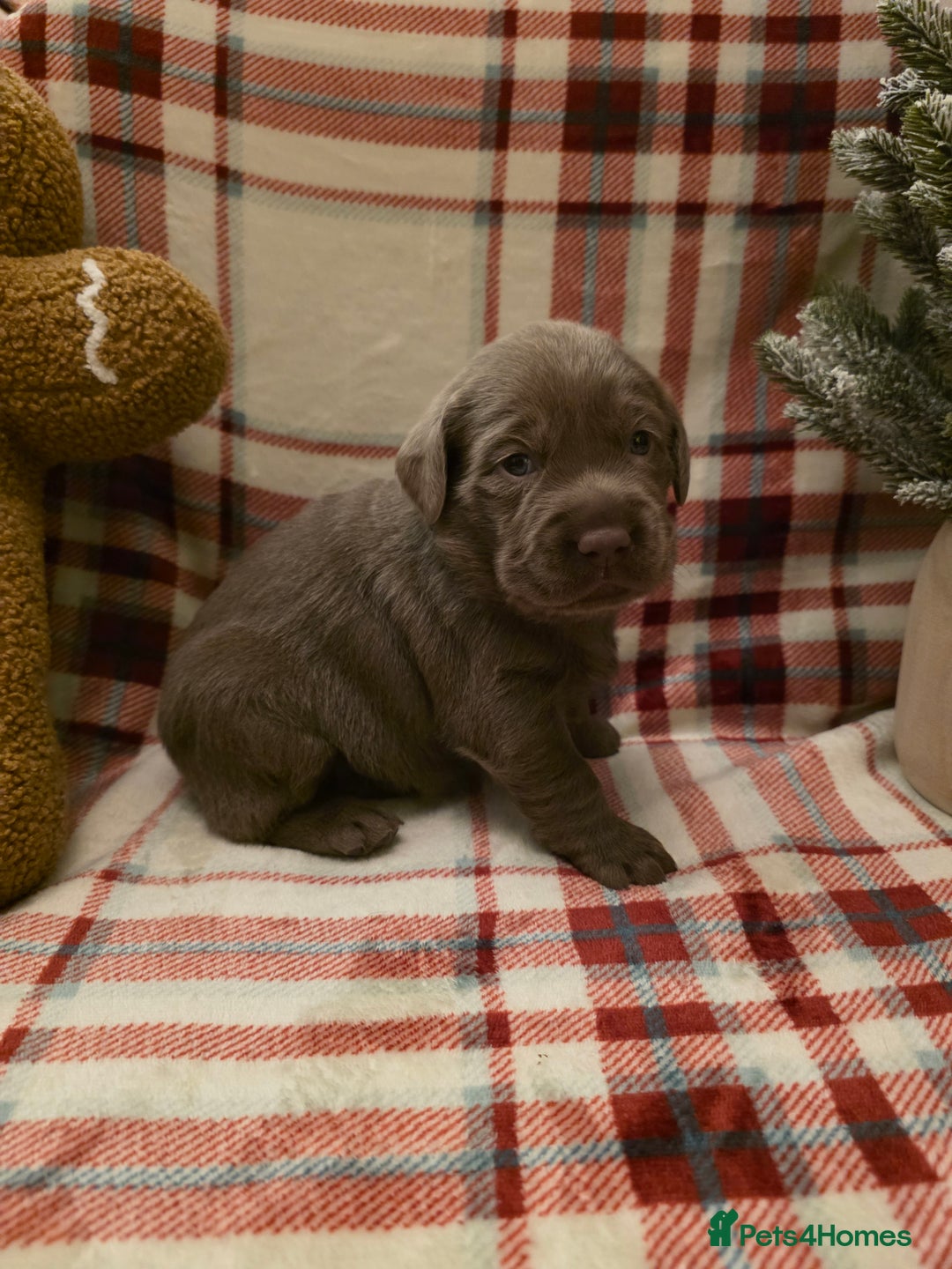 Labrador Retriever dogs for sale: Silver Labrador Puppies For Sale - Advert 26