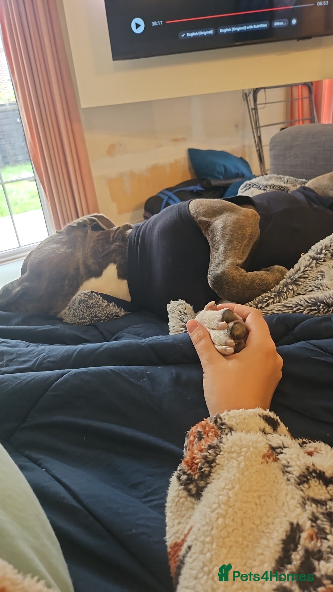 Staffordshire Bull Terrier dogs for sale: 4yr old female staffy - Image 10