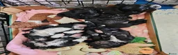 Malshi dogs for sale: Beautiful malshi puppies - Advert 9