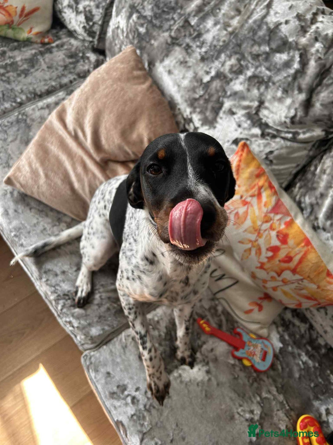 Mixed Breed dogs for sale: Cockajack for responsible rehoming  - Image 2
